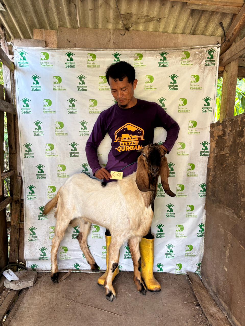 K08 - Kambing Medium