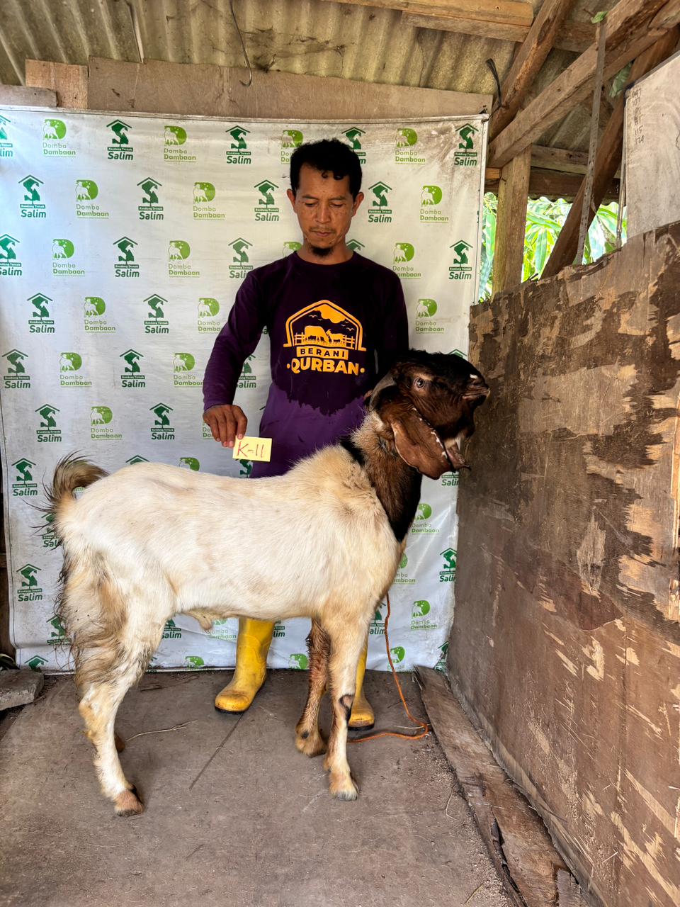 K11 - Kambing Standar