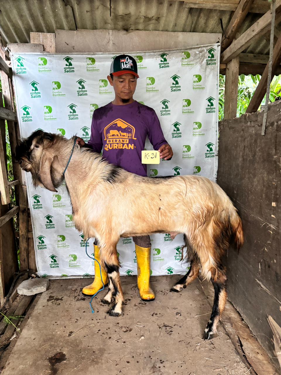 K31 - Kambing Super