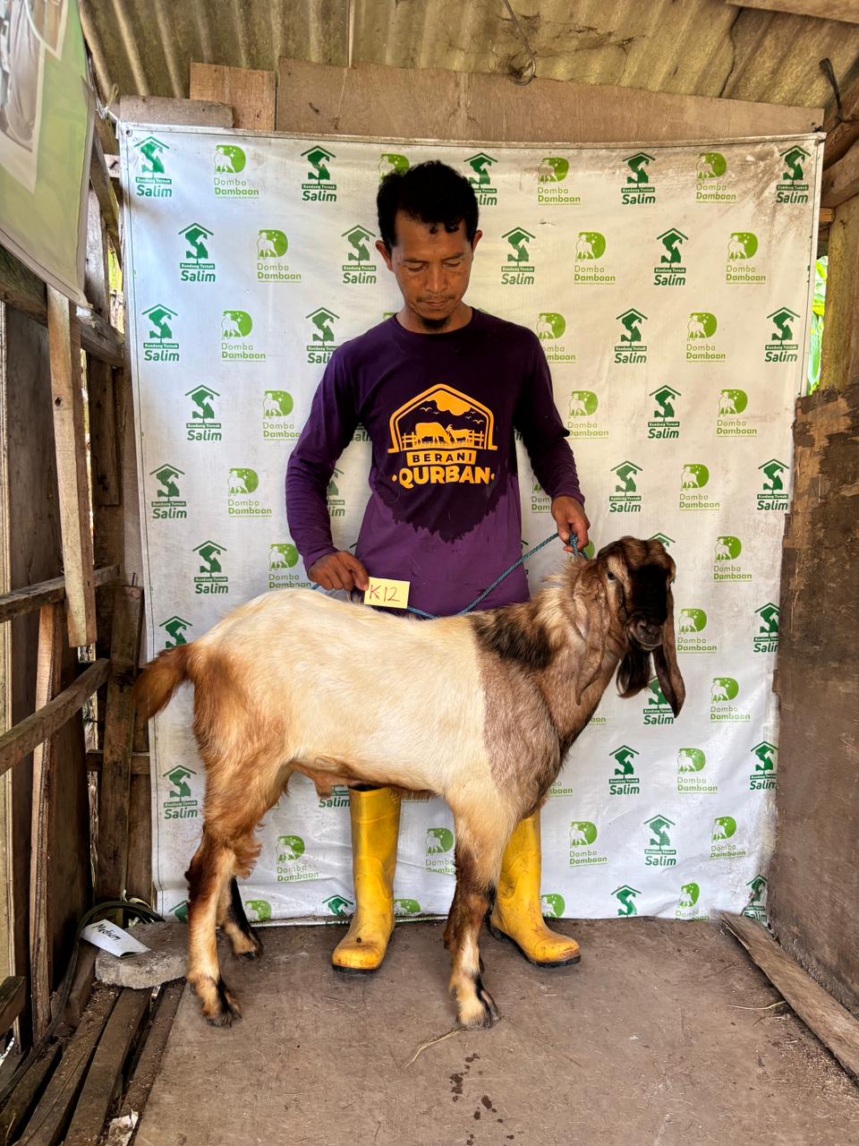K12 - Kambing Standar