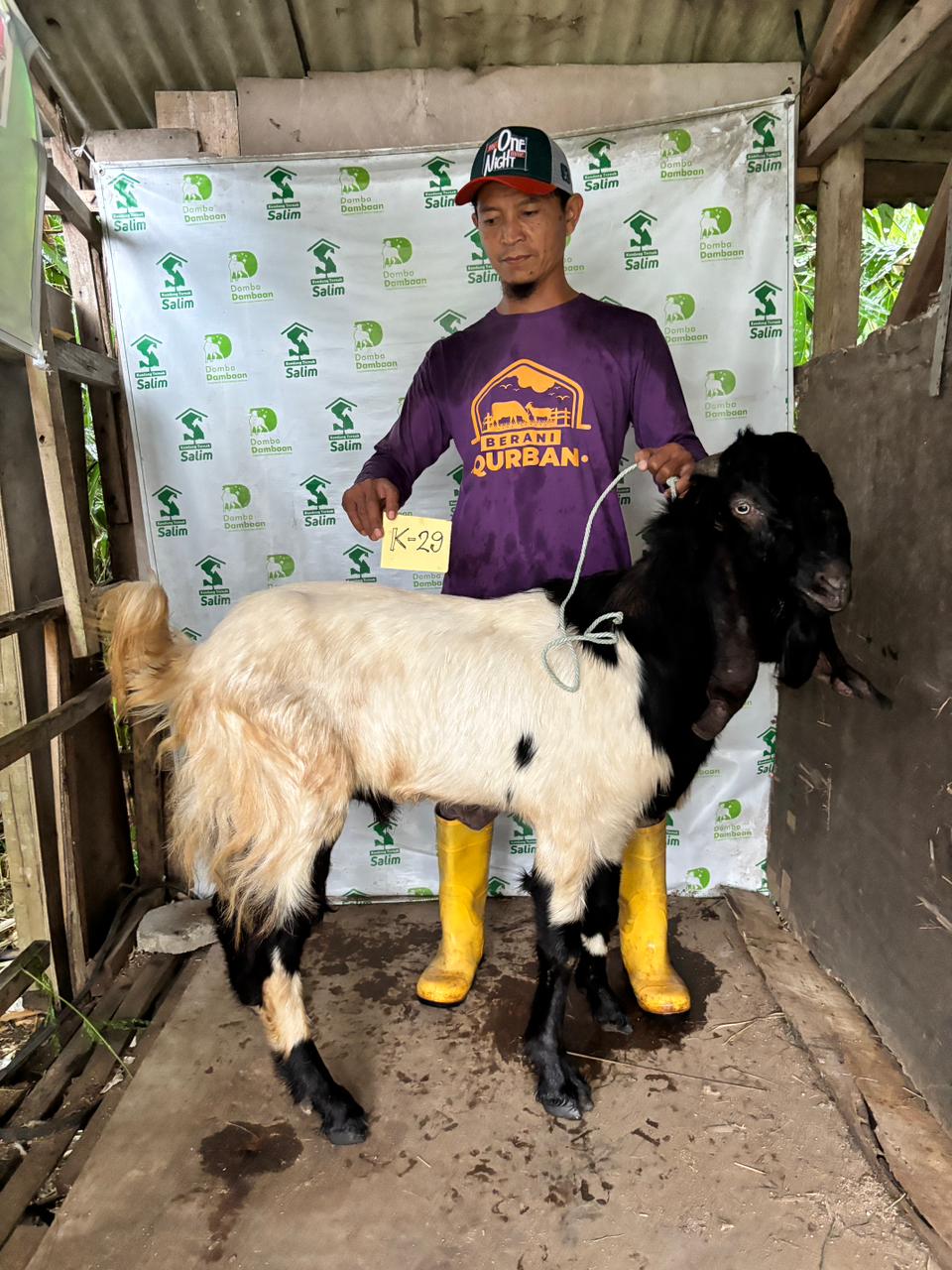 K29 - Kambing Medium