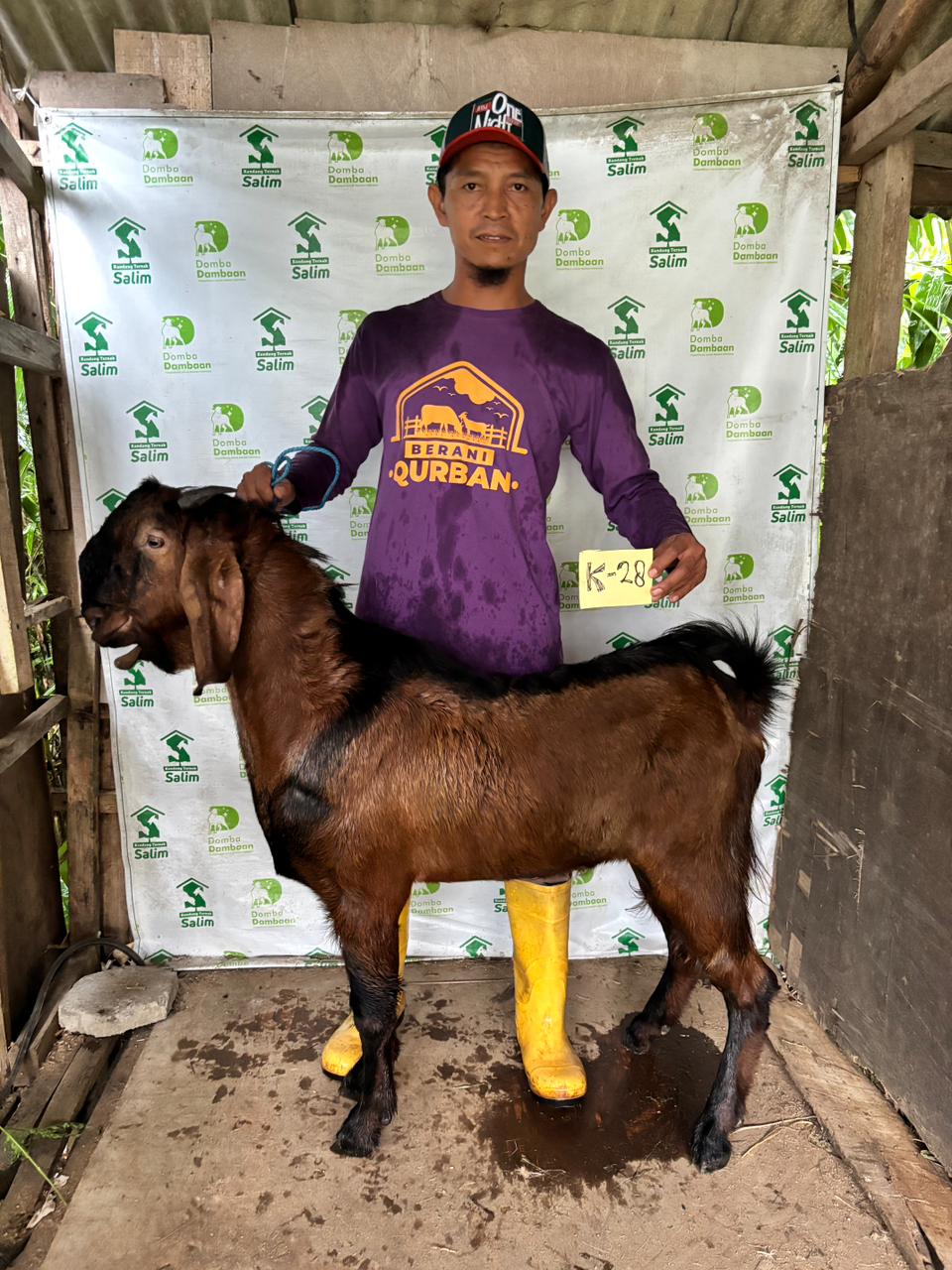 K28 - Kambing Medium