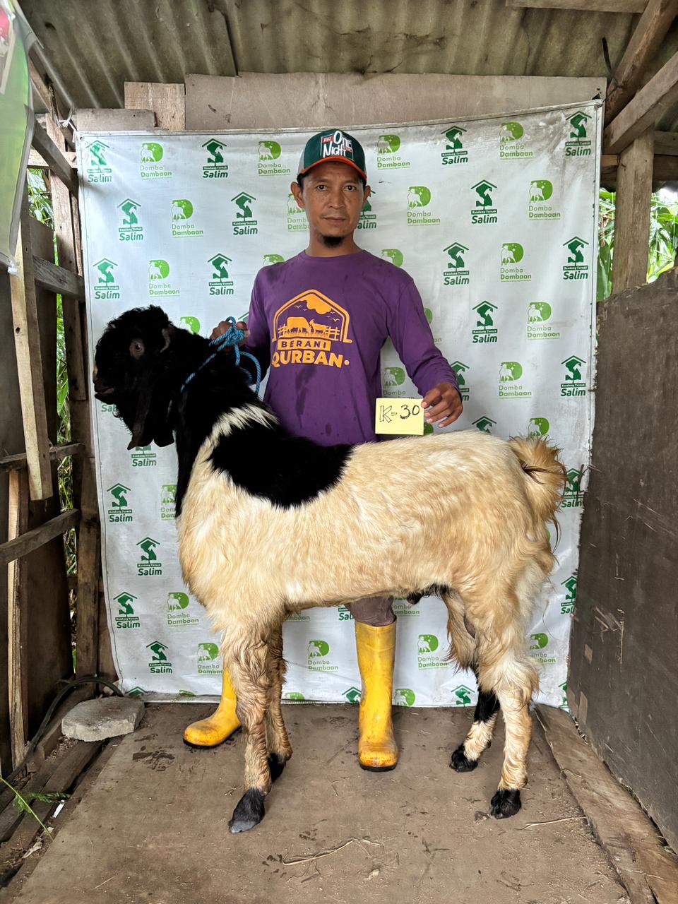 K30 - Kambing Super