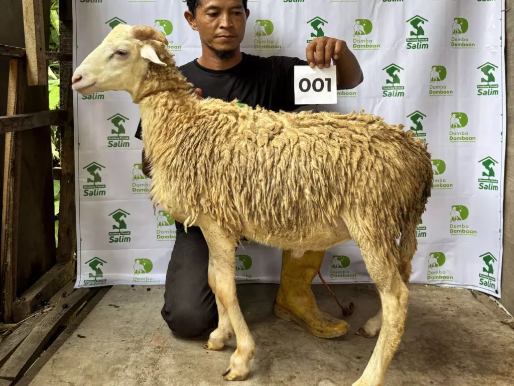 D-001 _ kandangternaksalim.id