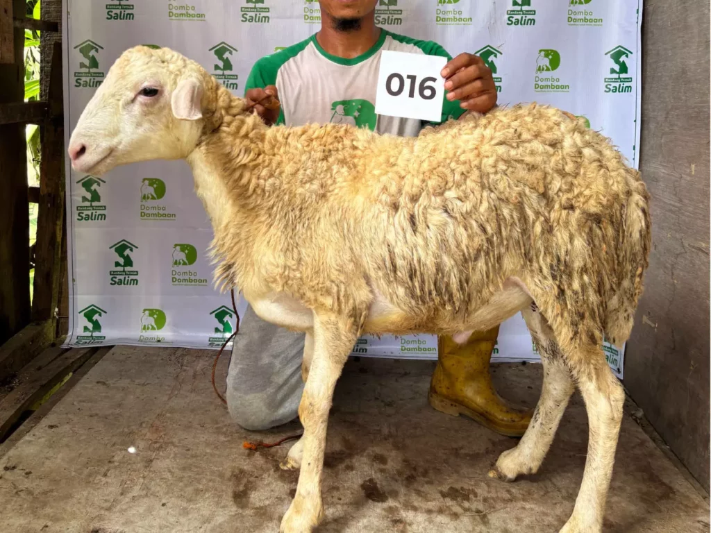 D-016 _ kandangternaksalim.id