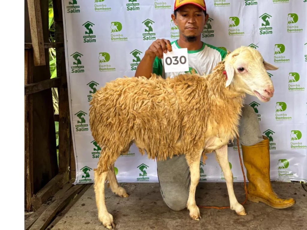 D-030 _ kandangternaksalim.id