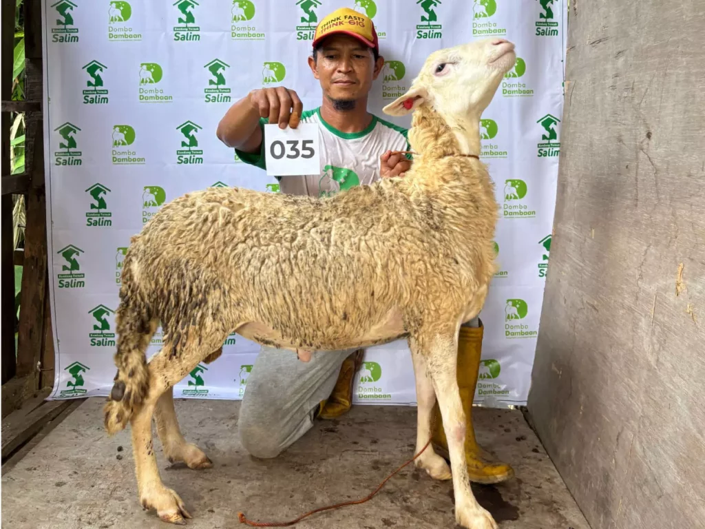 D-035 _ kandangternaksalim.id