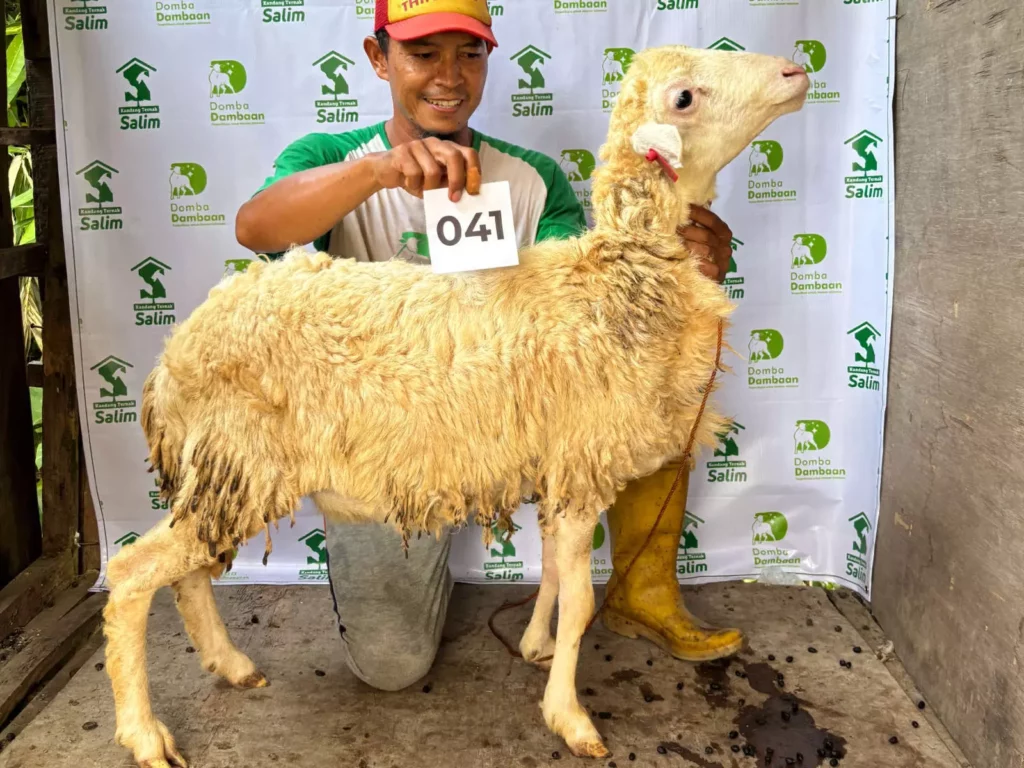 D-041 _ kandangternaksalim.id