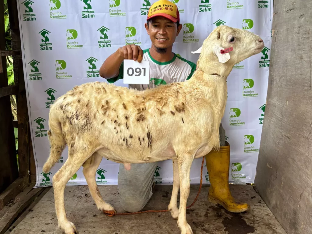 D-041 _ kandangternaksalim.id