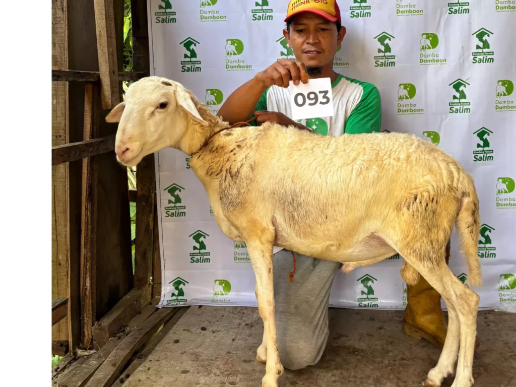 D-093 _ kandangternaksalim.id