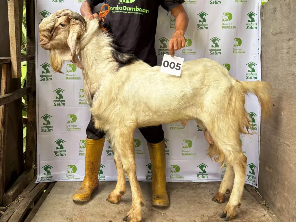 K-005 _ kandangternaksalim.id