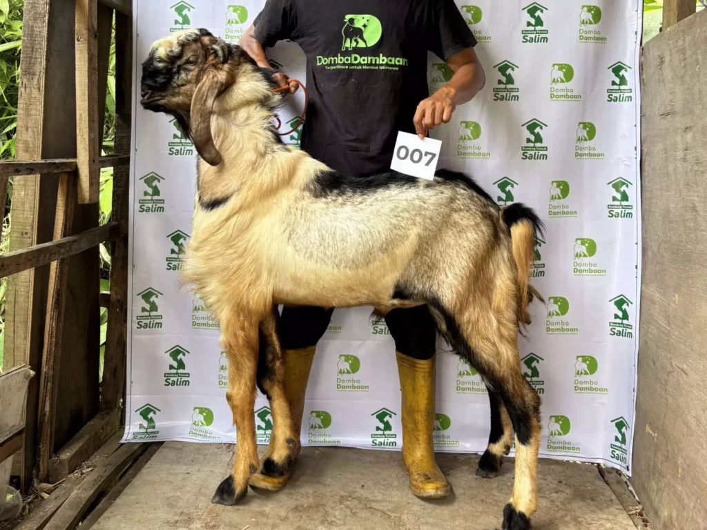 K-007 _ kandangternaksalim.id